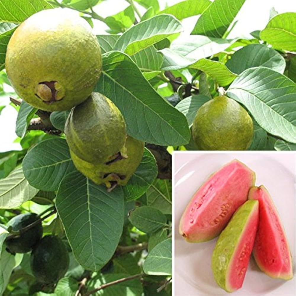 Guava Seeds For Planting Psidium Guajava For Tropical Gardens heirloom non-gmo organic garden seeds