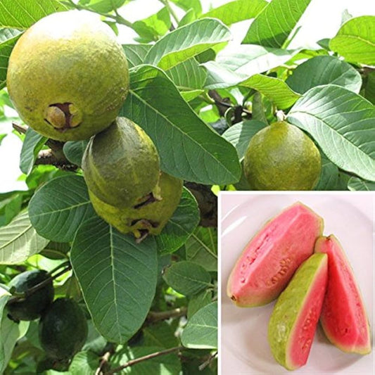 Guava Seeds For Planting Psidium Guajava For Tropical Gardens heirloom non-gmo organic garden seeds