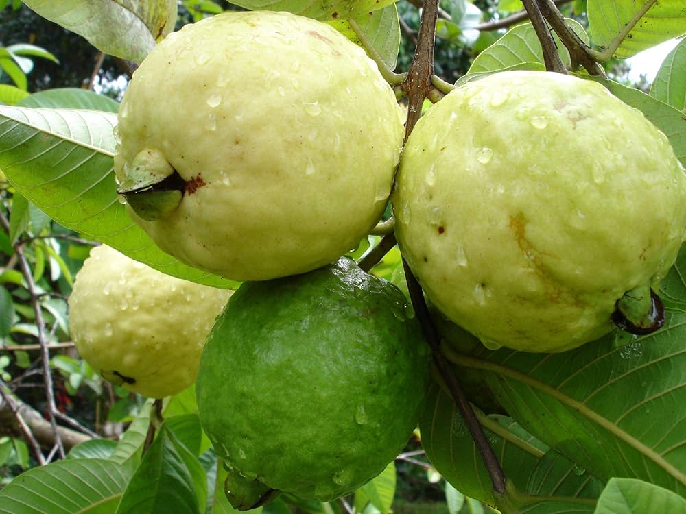 Guava Psidium Guajava Fruit Seeds Guavenfruchtsamen heirloom non-gmo organic garden seeds