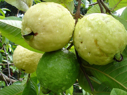 Guava Psidium Guajava Fruit Seeds Guavenfruchtsamen heirloom non-gmo organic garden seeds