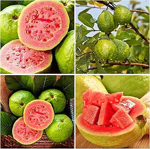 Guava Psidium Guajava Fruit Seeds For Planting In Tropical Garden heirloom non-gmo organic garden seeds