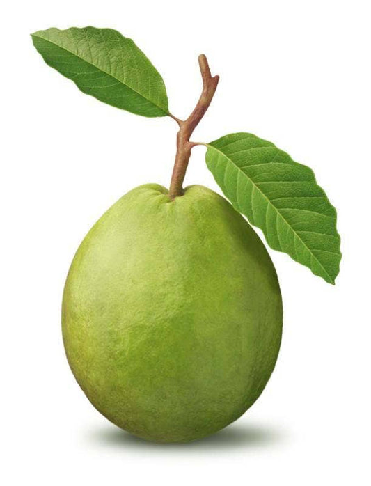 Guava Fruit Tree Psidium Guajava Shrub Seeds – White Flowers & Edible Fruit heirloom non-gmo organic garden seeds