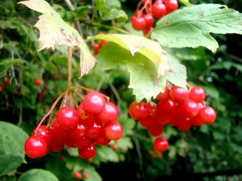 European Cranberry / Snowball Tree (Viburnum opulus) Seeds – Red Fruit & White Flowers