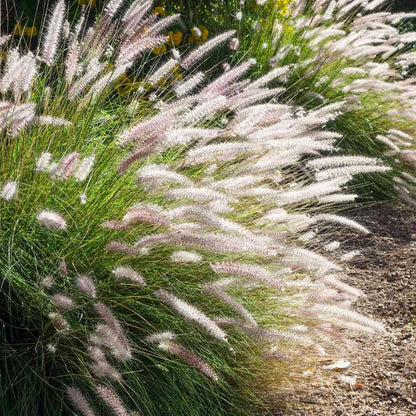 White Fountain Grass Flower Seeds