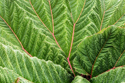 Gunnera Insignis Giant Rhubarb (Leaves up to 6' Wide, Red Flower Spikes to 3') Dinosaur Plant Seeds