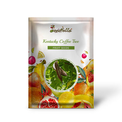 Kentucky Coffee Tree (Gymnocladus dioicus) Seeds