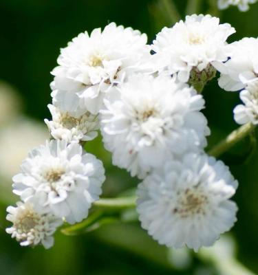 Heirloom Gypsophila Paniculata Flower seeds for Planting Long Bloom Season Heirloom & GMO Free Seeds for Home Garden