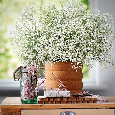 Gypsophila Flores Flower seeds for Planting - Long Bloom Season, Heirloom & GMO Free Seeds for Home Garden