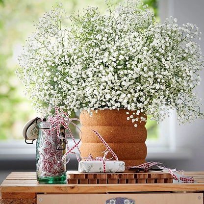 Gypsophila Flores Flower seeds for Planting - Long Bloom Season, Heirloom & GMO Free Seeds for Home Garden