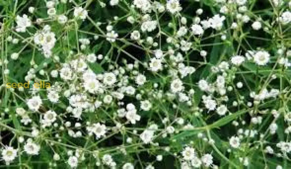 Gypsophila White Flower Seeds For Planting - Perfect Beautiful Bouquets