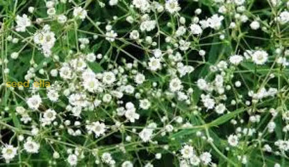 Gypsophila White Flower Seeds For Planting - Perfect Beautiful Bouquets