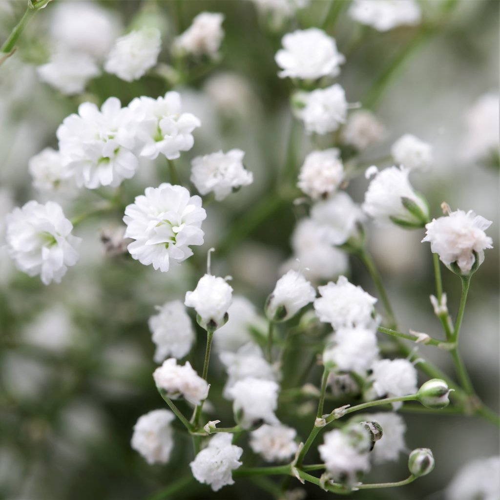 Gypsophila Flower seeds for Planting Premium Quality Heirloom & GMO Free Seeds for Home Garden