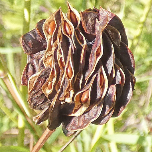 Illinois Bundleflower Seeds