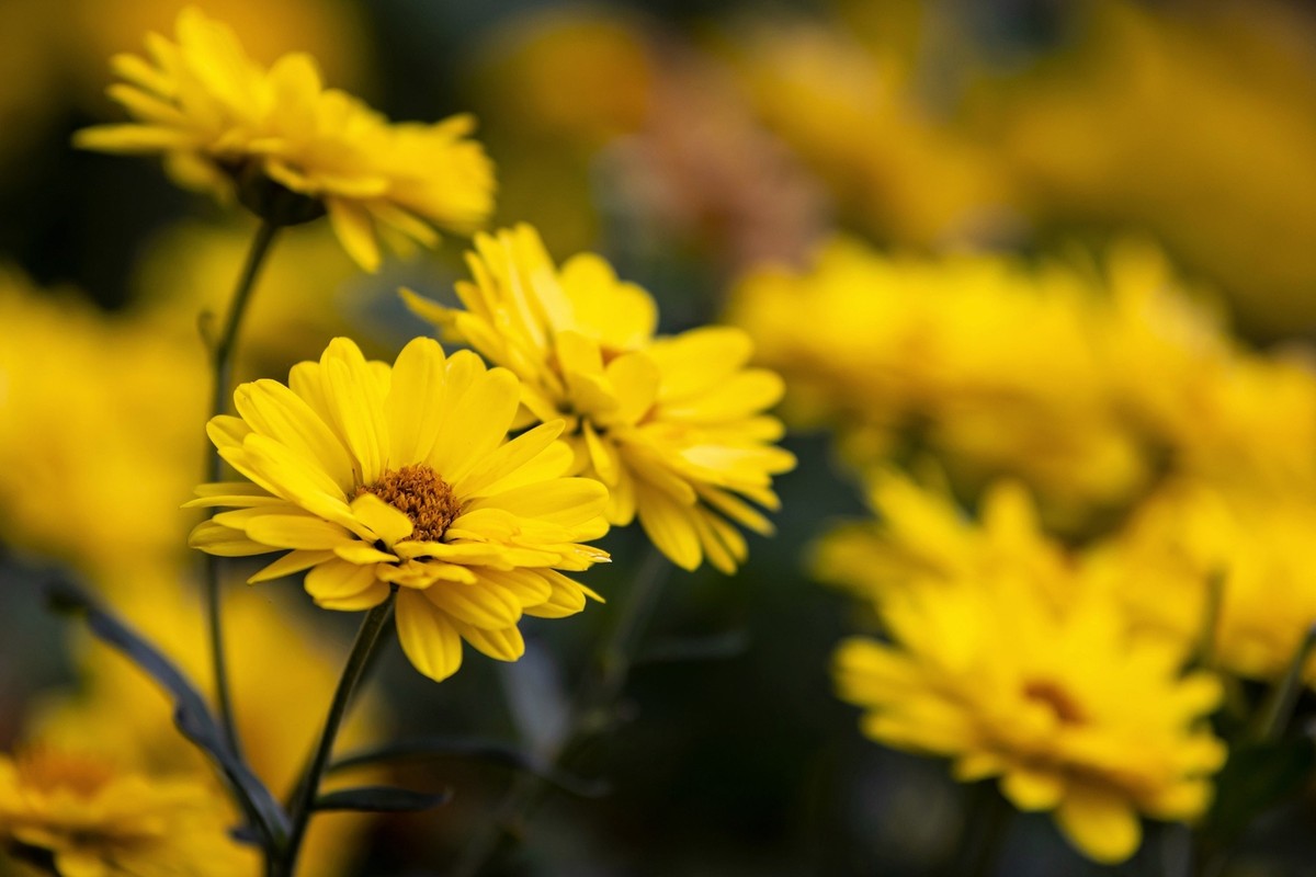 Hairy Golden Aster (Chrysopsis heterotheca villosa) Herb Yellow Flower Seeds