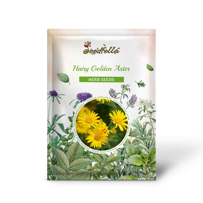 Hairy Golden Aster (Chrysopsis heterotheca villosa) Herb Yellow Flower Seeds