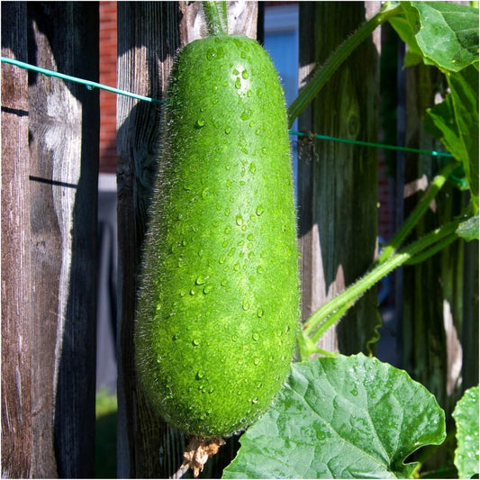 Semillas de melón peludo