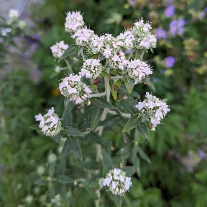 Hairy Mountain Mint (Pycnanthemum pilosum) Herb Flower Seeds