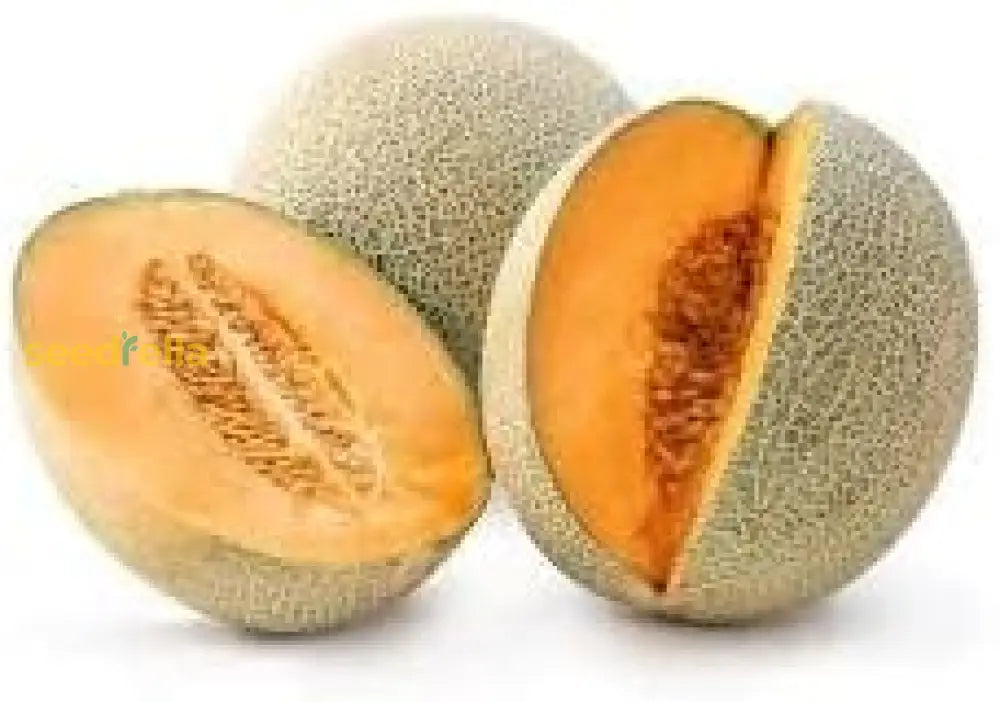 Hami Melon Seeds For Planting Grow Sweet And Crisp Melons heirloom non-gmo organic garden seeds