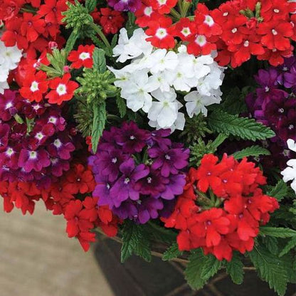 Hanging Verbena flowers in vibrant colors