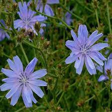 Chicory Seeds - Coffee Chicory (Cichorium intybus)