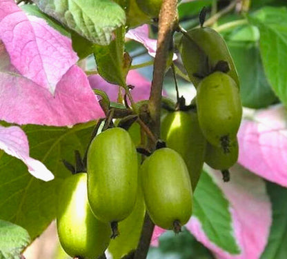 Variegated Arctic Beauty Kiwi (Actinidia kolomikta) Edible Fruit Vine Seeds