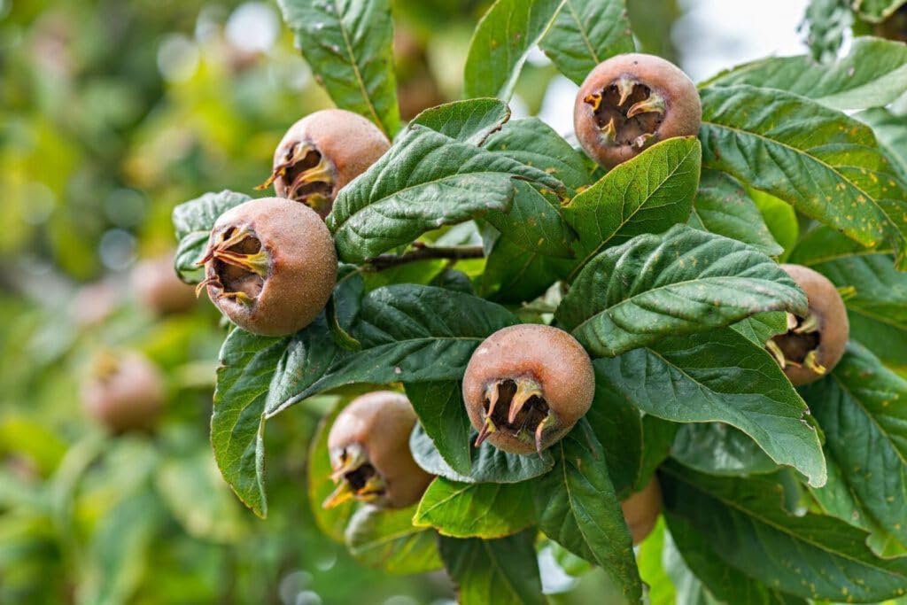 Medlar (Mespilus germanica) Seeds