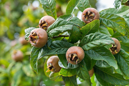 Medlar (Mespilus germanica) Seeds