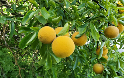 Robuste Orange (Poncirus trifoliata) Samen