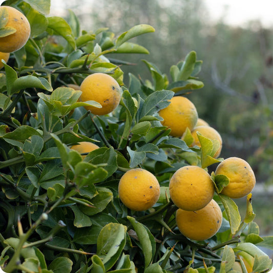 Hardy Orange Poncirus Trifoliata Seeds heirloom non-gmo organic garden seeds