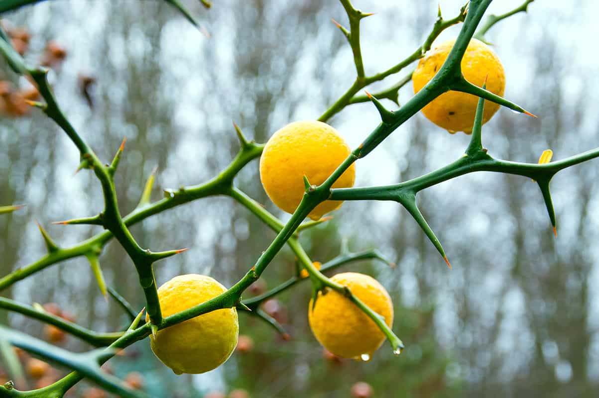 Winterharte Orangenfruchtsamen