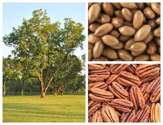 Hardy Pecan Tree Carya Illinoinensis King Nut Native Fruit Tree Seeds – Large, Tasty Nuts heirloom non-gmo organic garden seeds