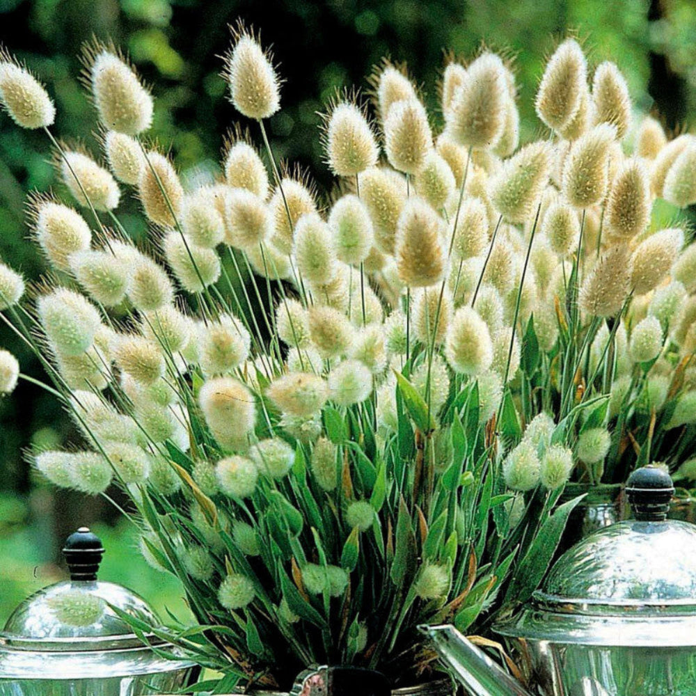 Hare’s Tail Grass Flower Seeds