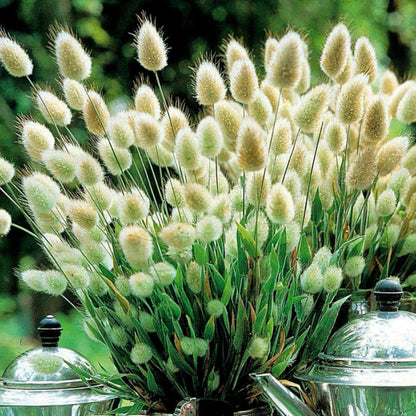 Hare’s Tail Grass Flower Seeds