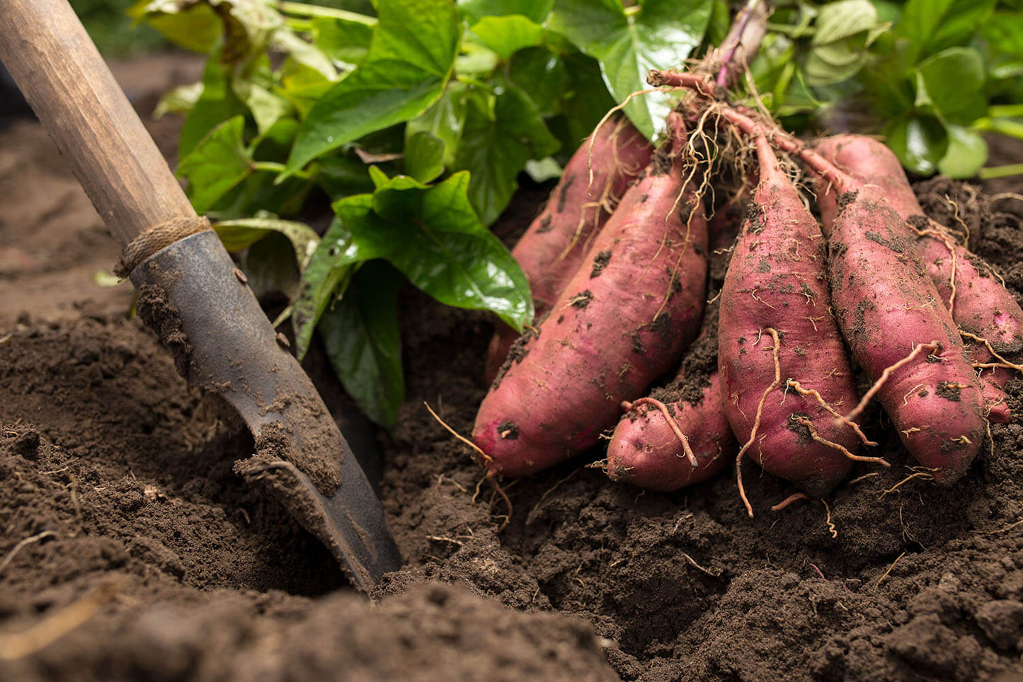 Sweet Potato Pink Dichondra Vegetable Seeds