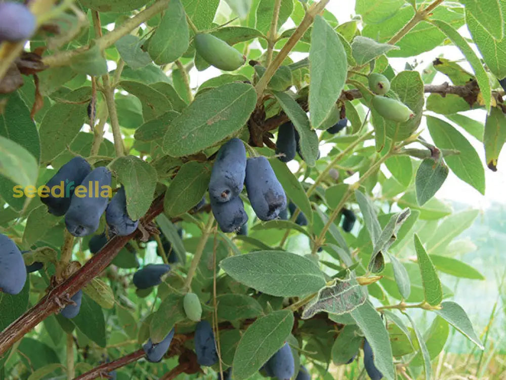 Haskap Fruit Seeds For Planting Grow Your Own Delicious Haskap Berries heirloom non-gmo organic garden seeds