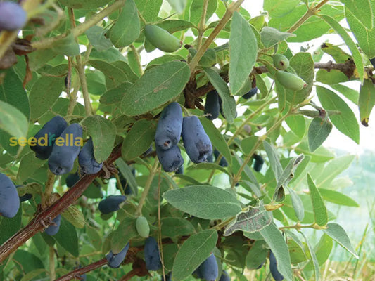 Haskap Fruit Seeds For Planting Grow Your Own Delicious Haskap Berries heirloom non-gmo organic garden seeds