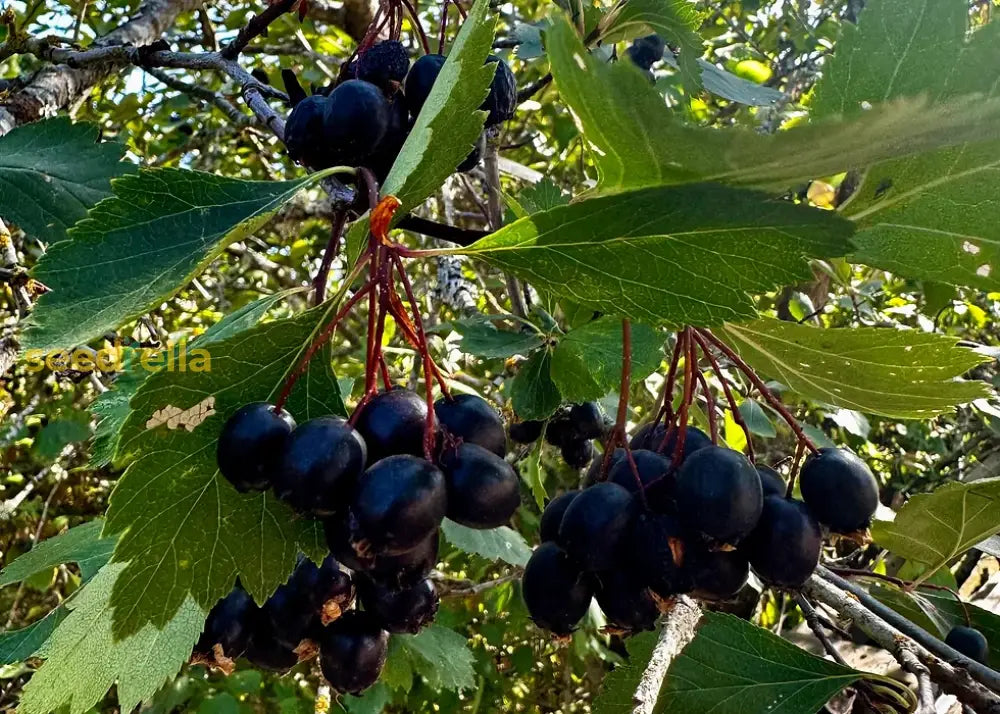 Black Hawthorn Seeds for Planting: Premium Quality Fruit Planting Seeds
