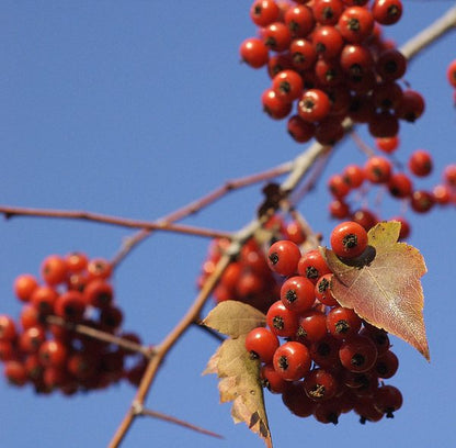 Washington Hawthorn (Crataegus phaenopyrum) Mayflower Shrub Tree Seeds – Edible Fruit & White Flowers