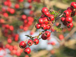 Red Crataegus Opaca Fruit Seeds for Easy Planting