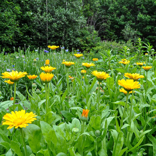 Healing Herbs Seed Collection heirloom non-gmo organic garden seeds