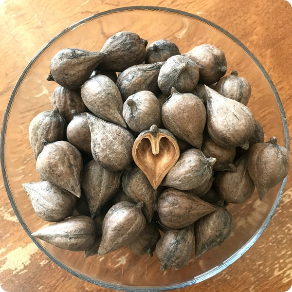 Heartnut Tree Seeds Juglans Ailantifolia Var. Cordiformis heirloom non-gmo organic garden seeds
