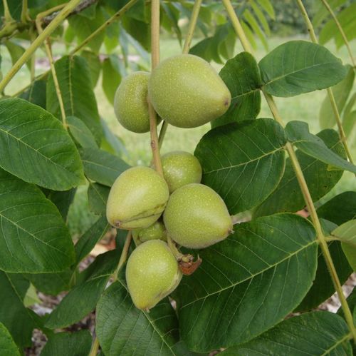 Herznussbaum-Samen - Juglans ailantifolia var. cordiformis