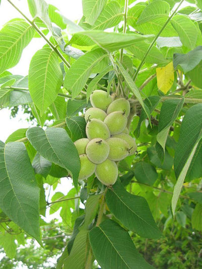 Herznussbaum-Samen - Juglans ailantifolia var. cordiformis