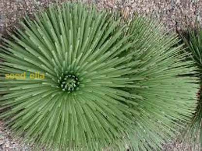 Green Agave Stricta Seeds for Planting