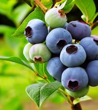 Heidelbeeren Seeds Planting Kit For Growing Fresh Blueberries heirloom non-gmo organic garden seeds