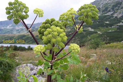 Angelica Seeds for Garden Planting