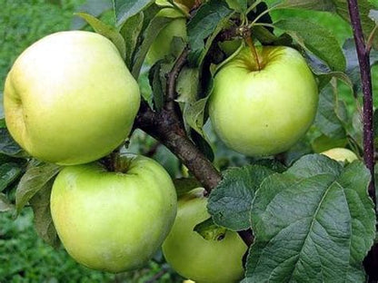 Antonovka Apple Tree (Malus pumila var. Antonovka) – Yellow-Green Fruit, Pink & White Flowers Seeds