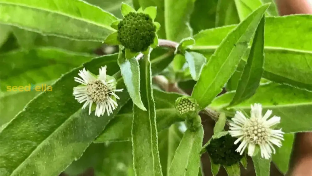 ブラフミーの花の種まき用 - あなたの庭を豊かにする