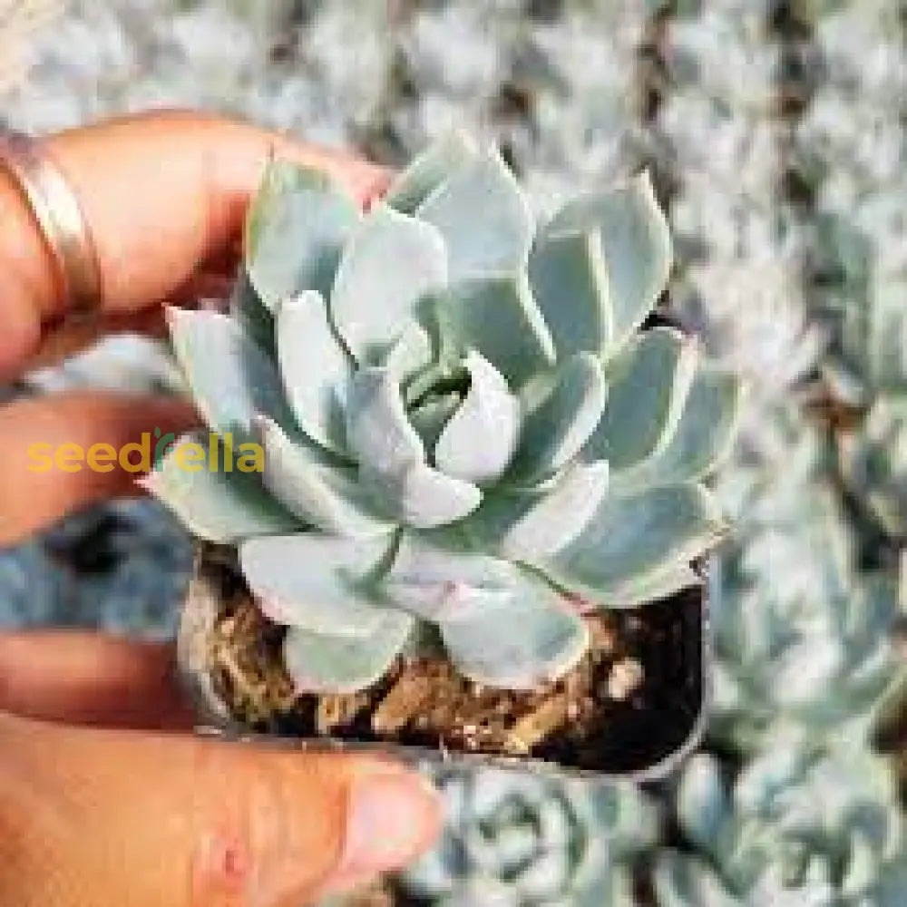 Blue Echeveria Derenbergii Seeds for Planting