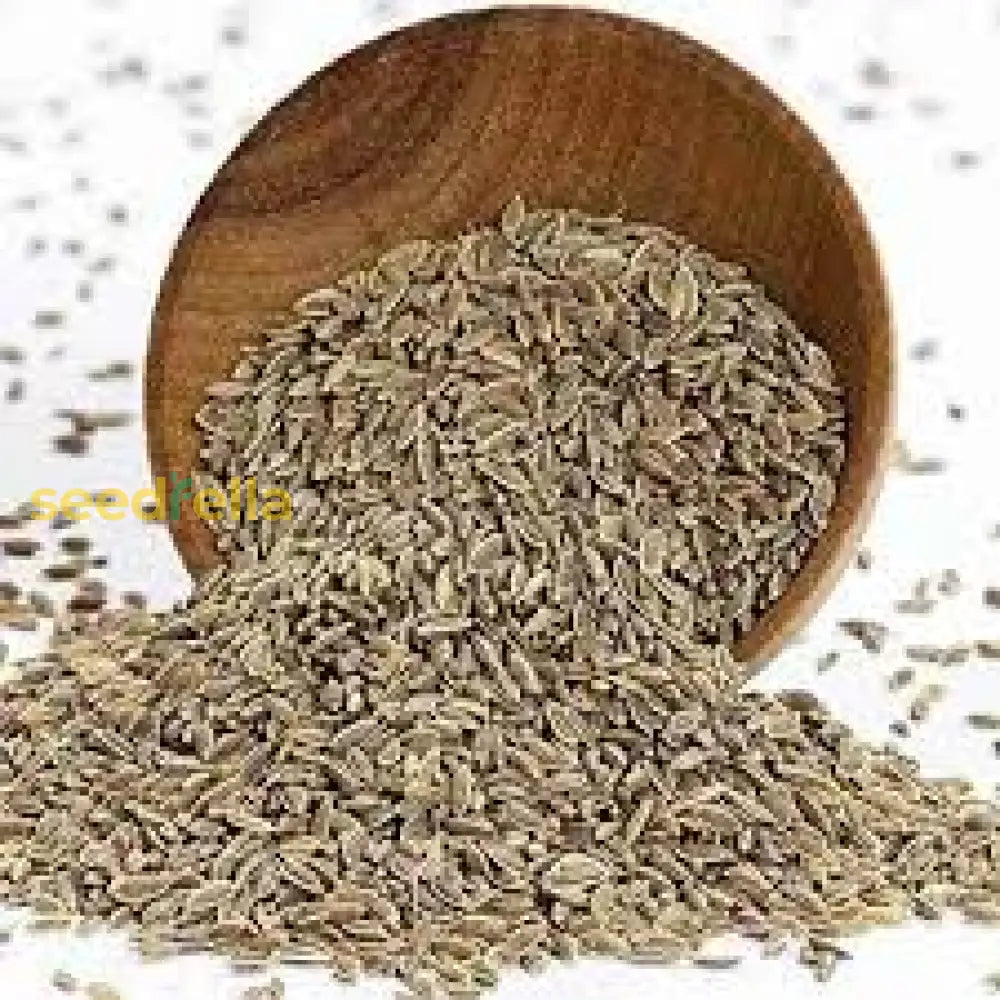 Brown Dill Seeds for Planting - Premium Dill Grain Plant Seeds
